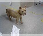 Small Staffordshire Bull Terrier