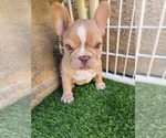 Small #8 French Bulldog