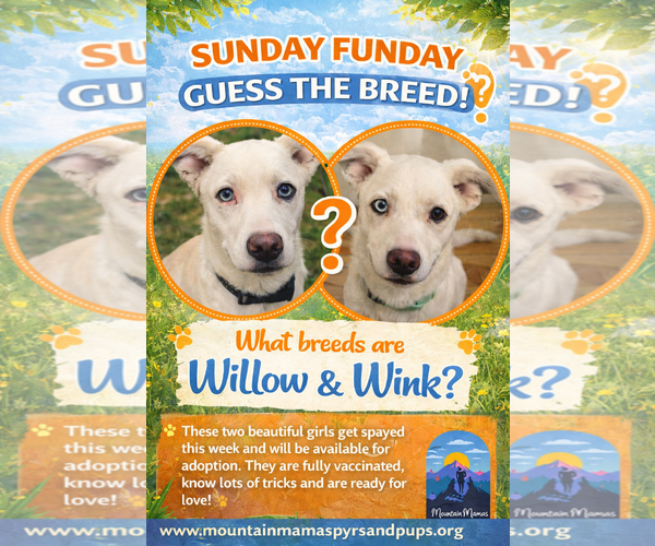 Medium Photo #2 Siberian Husky-Unknown Mix Puppy For Sale in MIDWAY, UT, USA