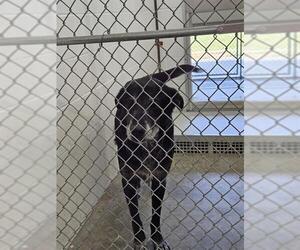 Labrador Retriever Dogs for adoption in Temple, TX, USA