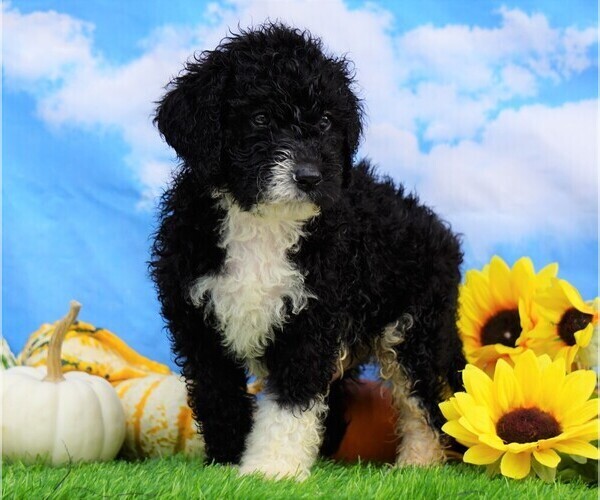 Medium Photo #2 Miniature Bernedoodle Puppy For Sale in FREDERICKSBG, OH, USA