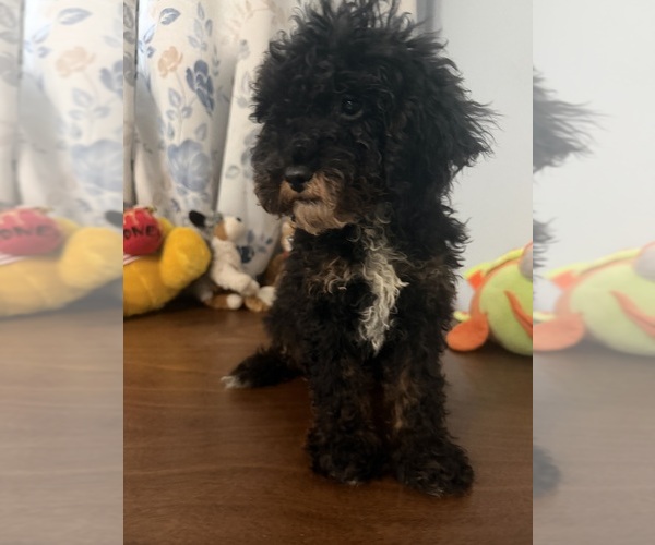 Medium Photo #35 Havapoo Puppy For Sale in DURHAM, CT, USA