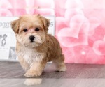 Small Photo #4 YorkiePoo Puppy For Sale in BEL AIR, MD, USA