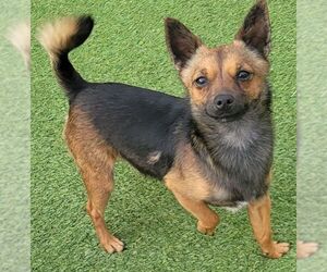 Chihuahua Dogs for adoption in Carrollton, TX, USA