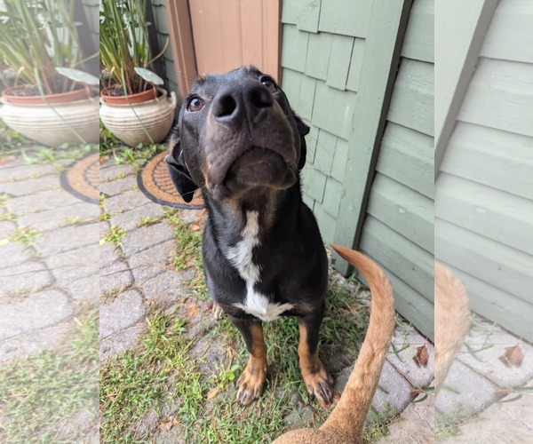 Medium Photo #3 Shepweiller Puppy For Sale in Mechanicsburg, PA, USA