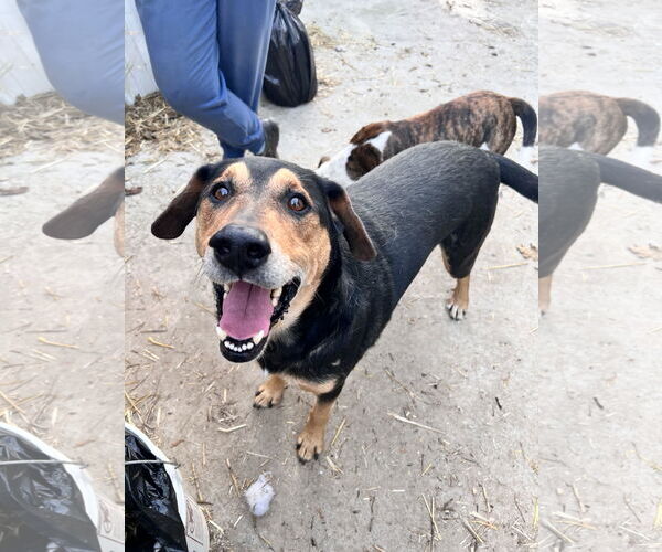 Medium Photo #3 Mutt Puppy For Sale in Tracy City, TN, USA