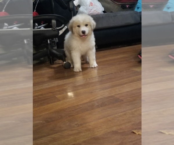 Medium Photo #5 Great Pyrenees Puppy For Sale in SPRINGFIELD, MO, USA