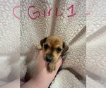 Small Photo #11 Chiweenie Puppy For Sale in CANDLER, NC, USA