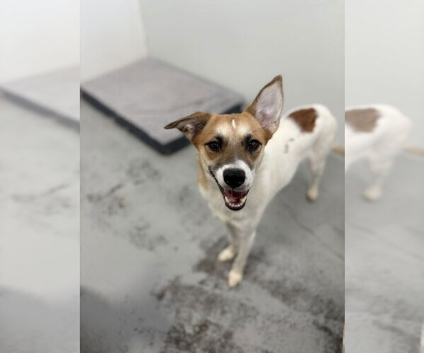 Medium Photo #3 Jack Russell Terrier Puppy For Sale in Studio City, CA, USA