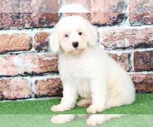 Cavapoo Puppy for sale in BEL AIR, MD, USA