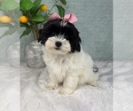 Small #3 ShihPoo