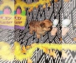 Small Photo #6 Poodle (Toy) Puppy For Sale in LAPEER, MI, USA