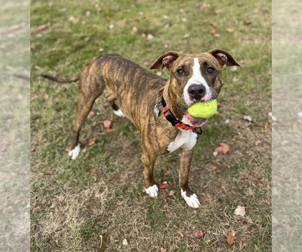 Medium Photo #3 American Pit Bull Terrier-Unknown Mix Puppy For Sale in Boston, MA, USA