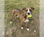 Small #2 American Pit Bull Terrier Mix