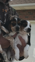 Beagle Harrier-Bluetick Coonhound Mix Puppy for sale in MASSILLON, OH, USA