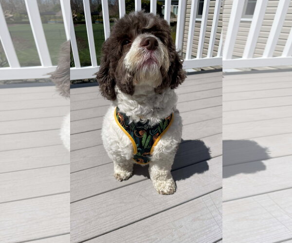 Medium Photo #1 Mutt Puppy For Sale in Cliffwood, NJ, USA