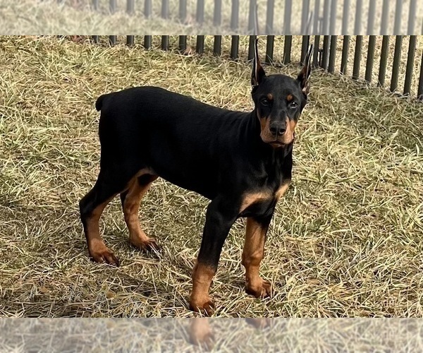 Medium Photo #6 Doberman Pinscher Puppy For Sale in WARSAW, IN, USA