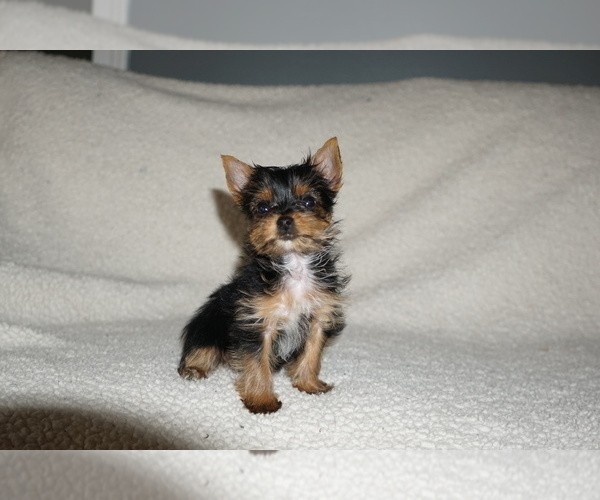 Medium Photo #4 Yorkshire Terrier Puppy For Sale in DUNDEE, OH, USA