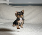 Small Photo #4 Yorkshire Terrier Puppy For Sale in DUNDEE, OH, USA