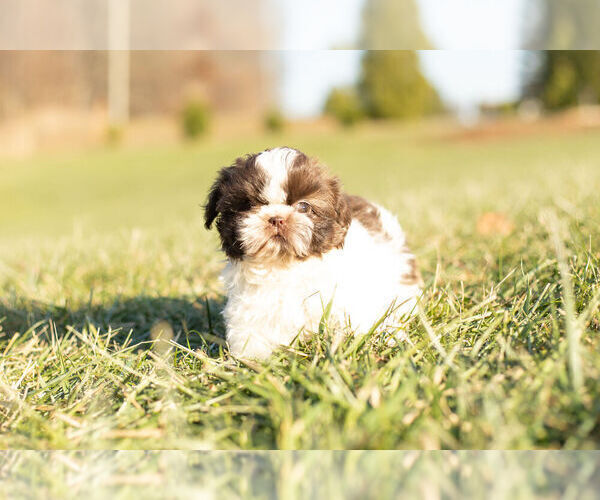 Medium Photo #4 Shih Tzu Puppy For Sale in WARSAW, IN, USA