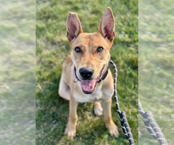 Medium Photo #8 Basenji-Unknown Mix Puppy For Sale in Rockaway, NJ, USA