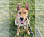Small #7 Basenji Mix