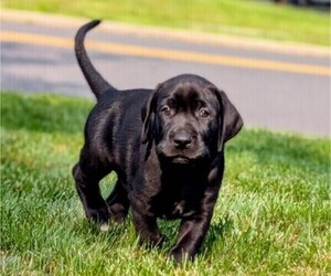 Medium Great Dane-Labrador Retriever Mix