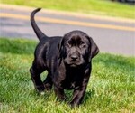 Puppy Big Blue Great Dane-Labrador Retriever Mix