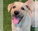 Small Photo #2 Labrador Retriever-Unknown Mix Puppy For Sale in San Diego, CA, USA