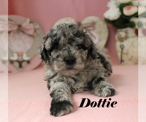 Poodle (Toy) Puppy for sale in CHANUTE, KS, USA