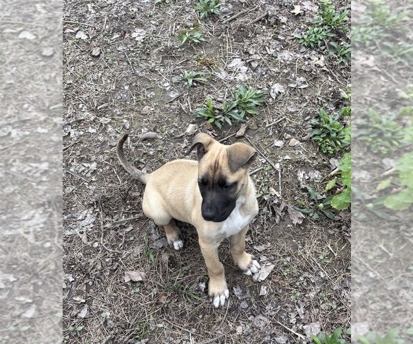 Medium Photo #3 Mutt Puppy For Sale in Springdale, PA, USA