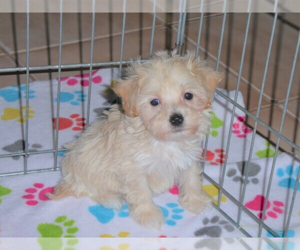 Medium Photo #5 Maltipoo Puppy For Sale in ORO VALLEY, AZ, USA