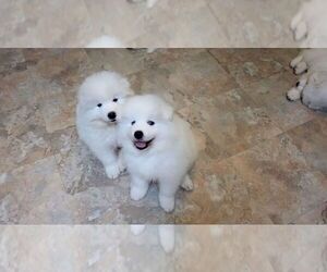 Samoyed Puppy for sale in STATEN ISLAND, NY, USA
