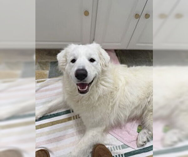 Medium Photo #3 Great Pyrenees Puppy For Sale in Spring, TX, USA
