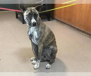 Plott Hound-Unknown Mix Dogs for adoption in Pasadena, CA, USA