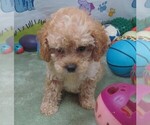 Small #2 Cavapoo