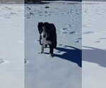 Small #11 Border Collie