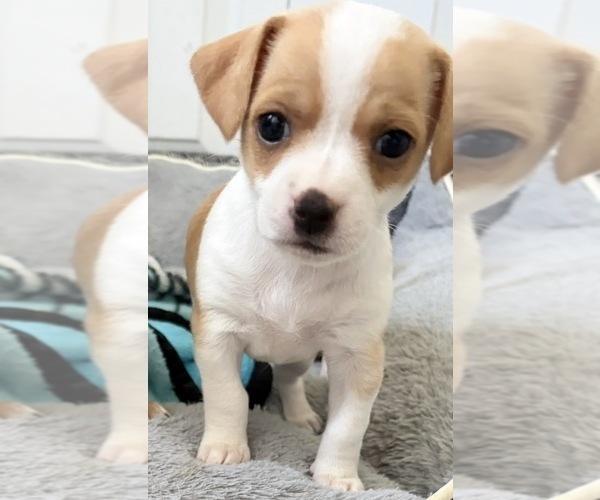 Medium Photo #1 Chiweenie-Shih Tzu Mix Puppy For Sale in WARWICK, RI, USA