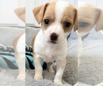 Puppy Penelope Chiweenie-Shih Tzu Mix
