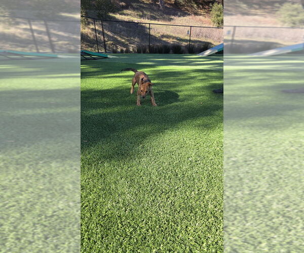 Medium Photo #2 Mutt Puppy For Sale in Salinas, CA, USA