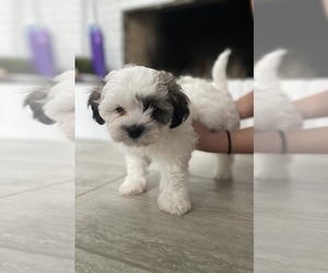 Zuchon Puppy for sale in LONGWOOD, FL, USA