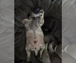 Small #2 Pug