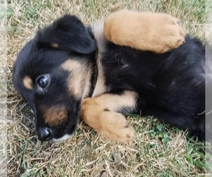 German Shepherd Dog-Unknown Mix Puppy for sale in BELMONT, NY, USA