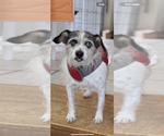 Small #3 Jack Russell Terrier Mix