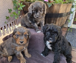 Aussiedoodle Puppy for Sale in SALISBURY, Pennsylvania USA