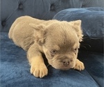 Small #21 French Bulldog