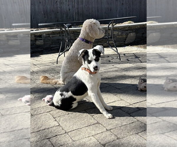 Medium Photo #5 Feist Terrier-Unknown Mix Puppy For Sale in Boston, MA, USA