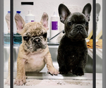 Small Photo #2 French Bulldog Puppy For Sale in HAYWARD, CA, USA