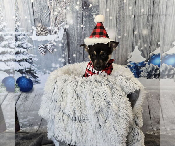 Medium Photo #21 Mutt Puppy For Sale in Fargo, ND, USA