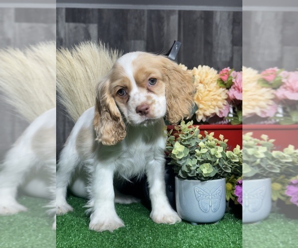 Medium Photo #4 Cocker Spaniel Puppy For Sale in CANOGA, NY, USA